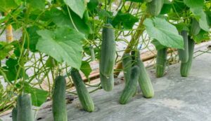 Cucumbers cultivation