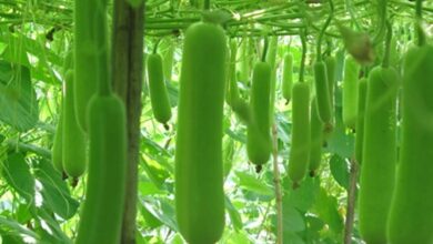 Cultivation of bottle gourd