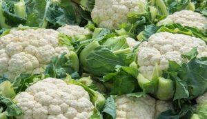 Cultivation of Cauliflower