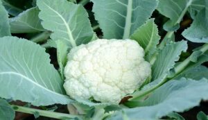 Cultivation of Cauliflower