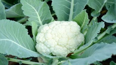 Cultivation of cauliflower