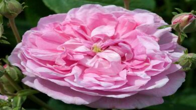 Damask rose cultivation