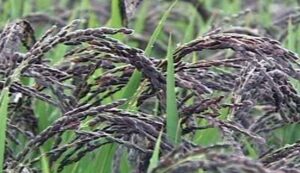 Kalanamak rice farming