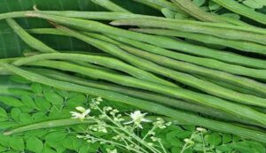 Moringa cultivation