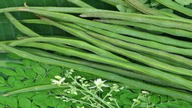 Moringa cultivation