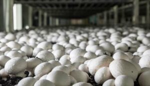 Mushroom farming