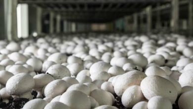 Mushroom farming