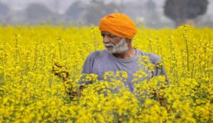 Mustard farming