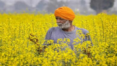 Mustard farming