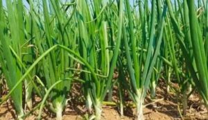 Onion cultivation