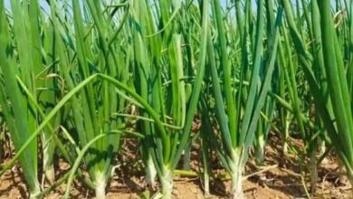 Onion cultivation