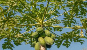 Papaya cultivation