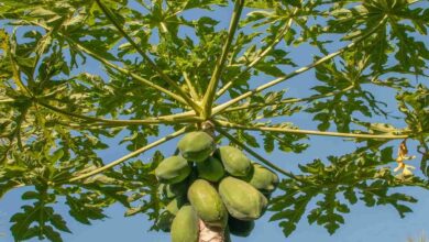 Papaya cultivation