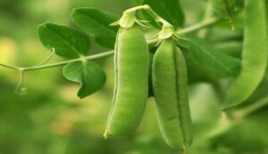 Pea cultivation