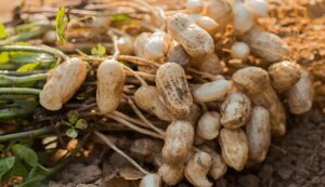 Peanut cultivation