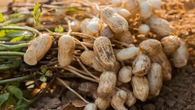 Peanut cultivation