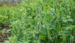 Peas Farming