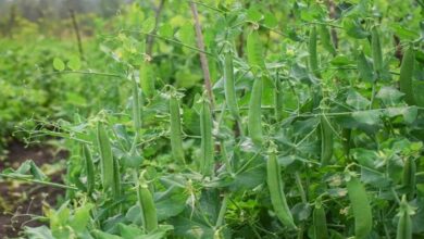 Peas farming