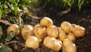 Potato cultivation