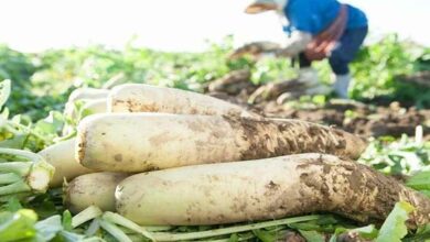 Radish cultivation