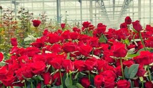 Rose cultivation