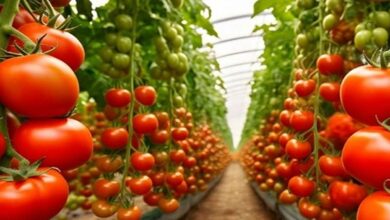 Tomato cultivation