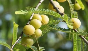 Amla Gardening