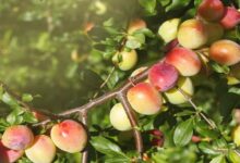 Apple plum cultivation