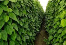 Betel cultivation