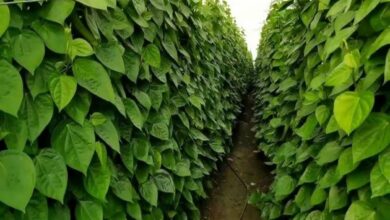 Betel cultivation