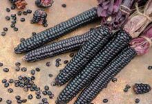 Black corn cultivation