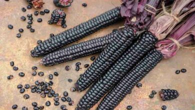 Black corn cultivation