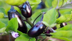 Brinjal Cultivation