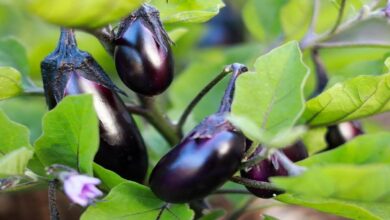 Brinjal cultivation