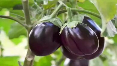 Brinjal farming