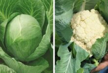 Cabbage and cauliflower cultivation