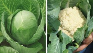 Cabbage and cauliflower cultivation