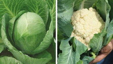 Cabbage and cauliflower cultivation