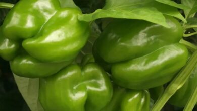 Capsicum cultivation