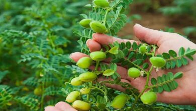 Chickpea cultivation