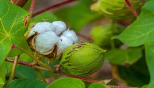 Cotton Cultivation