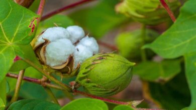 Cotton cultivation