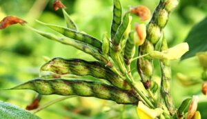 Cultivation of pigeon peas