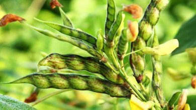 Cultivation of pigeon peas