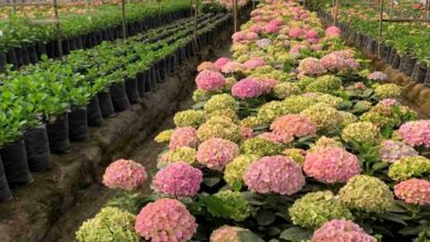 Flower farming