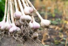 Garlic cultivation