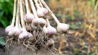 Garlic cultivation