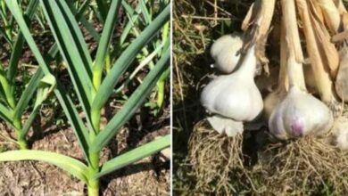 Garlic cultivation