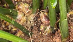 Ginger cultivation