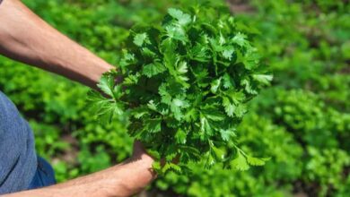 Green coriander cultivation